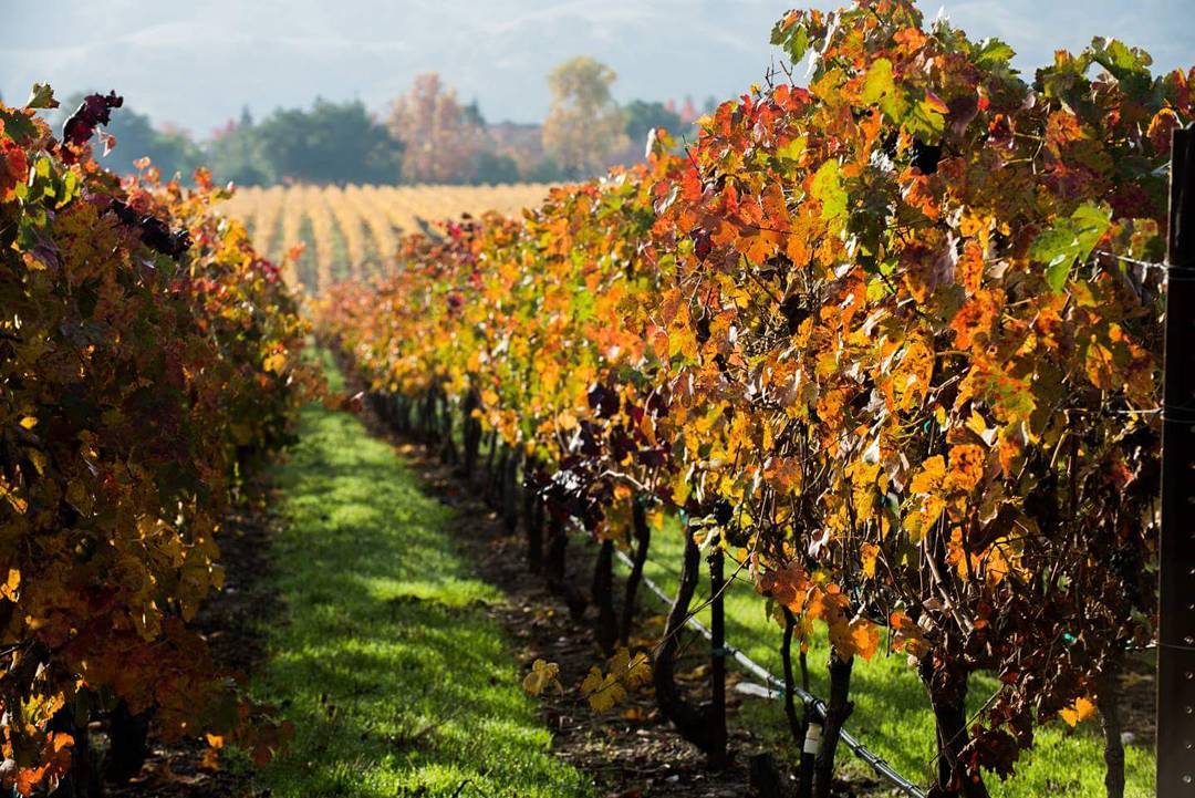 Livermore Valley Wine Country during the Fall